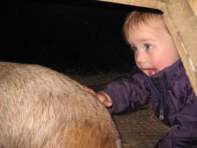 En af gederne havde lagt sig ind i et lille skur - Ellen syntes hun ville besøge den. (Det var naturligvis et sted børnene gerne måtte komme.)