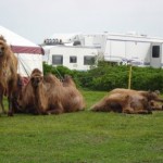 Dovne kameler.