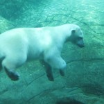 Flot og overraskende graciøs isbjørn