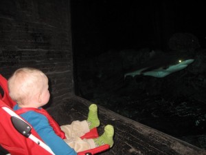 Karen kigger på hajer - det ses tydeligt at den lige har spist
