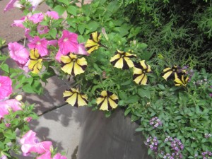 Har aldrig set petuniaer med gule og sorte striber