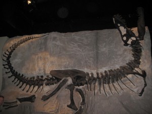 Black Beauty - en af de 20 komplette T. Rex-fossiler fundet - dette er den mindste