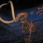 Ulden mammut ved at blive overfaldet af sabeltandstiger