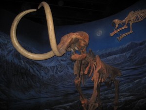 Ulden mammut ved at blive overfaldet af sabeltandstiger