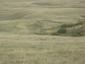 Grasslands - og, hvis man ser godt efter, en whitetail