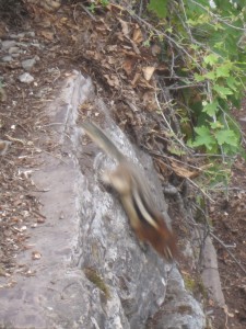 Red-tailed Chipmunk